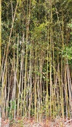 18th Mar 2022 - Bamboo Grove