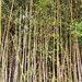 Bamboo Grove by harbie