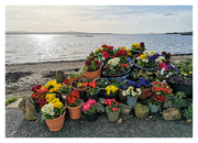 18th Mar 2022 - Polyanthus by the Sea