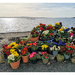 Polyanthus by the Sea by sanderling