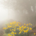 Brightening a foggy morning by shepherdman
