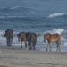 Harem, Part 1: Sea Horses by timerskine