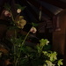 Hellebores by night by speedwell
