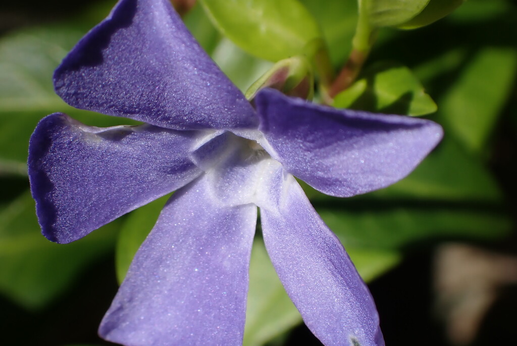 Getting close to a Periwinkle bloom... by speedwell