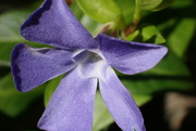14th Mar 2022 - Getting close to a Periwinkle bloom...
