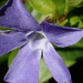 Getting close to a Periwinkle bloom... by speedwell