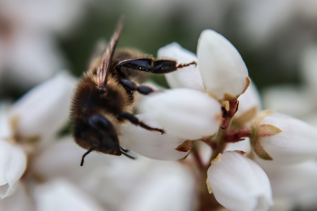 Spring nectar is sweet by nodrognai