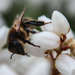 Spring nectar is sweet by nodrognai