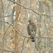 Hawk on Trail Closeup by sfeldphotos