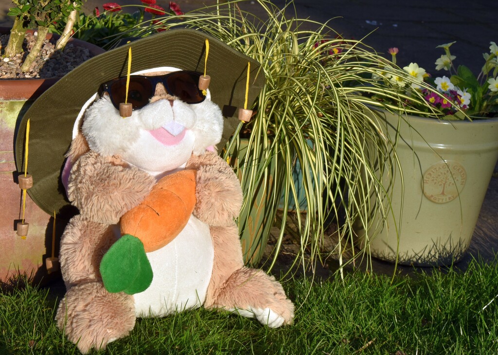 A strange rabbit sunbathing in my garden! by anitaw