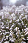 17th Mar 2022 - Heather is Blooming