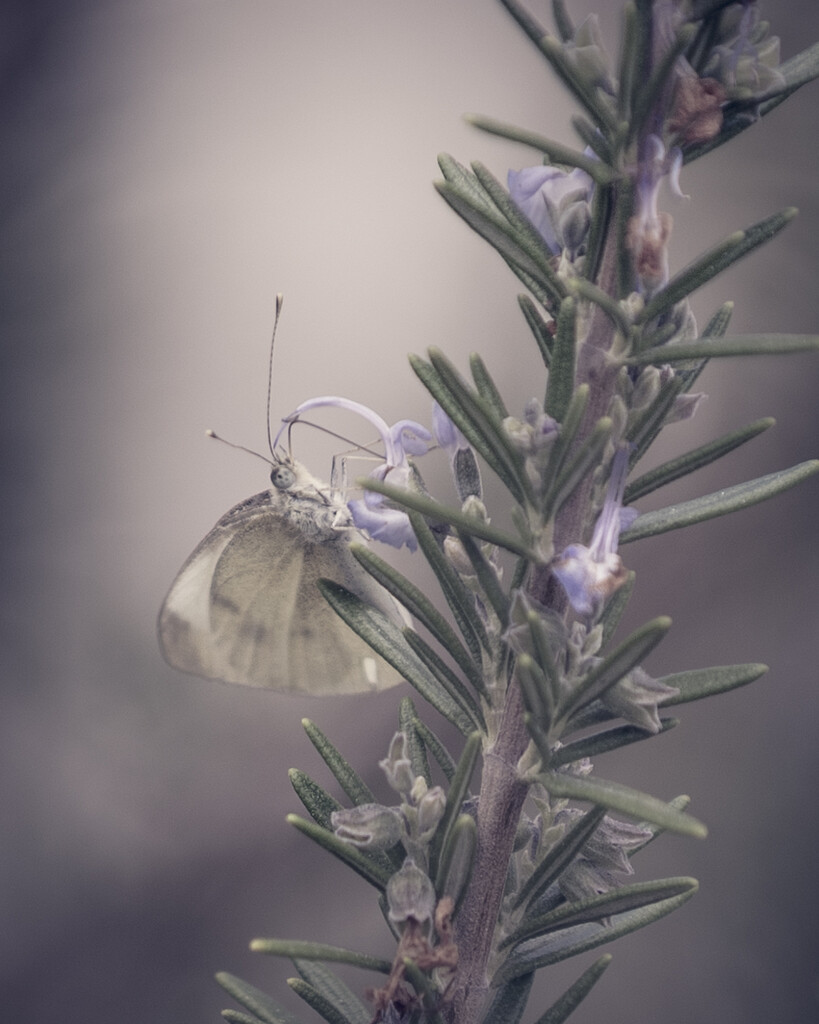 Butterfly on Rosemary by nickspicsnz