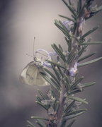 10th Mar 2022 - Butterfly on Rosemary