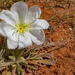 Arizona Bloom by cwbill