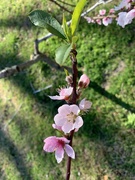 19th Feb 2022 - Georgia Peach Blossom #2 
