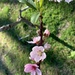 Georgia Peach Blossom #2  by tsmeesa09