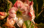 18th Mar 2022 - Amaryllis Flowers!