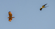 18th Mar 2022 - Swallowtail in Pursuit of the Red Shouldered Hawk!