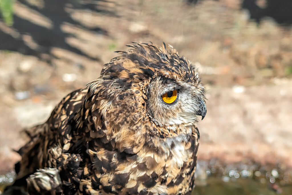 Cape Eagle Owl  by ludwigsdiana