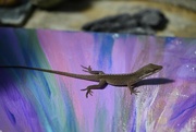 18th Mar 2022 - Anole Lizard on a Painting