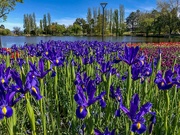 19th Mar 2022 - Rainbow purple irises