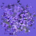 perovskia in bloom by quietpurplehaze