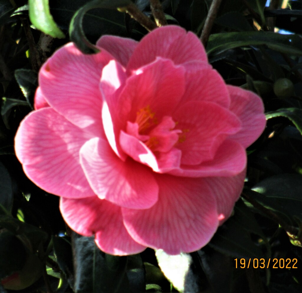 A pink Camellia in the morning sunshine. by grace55