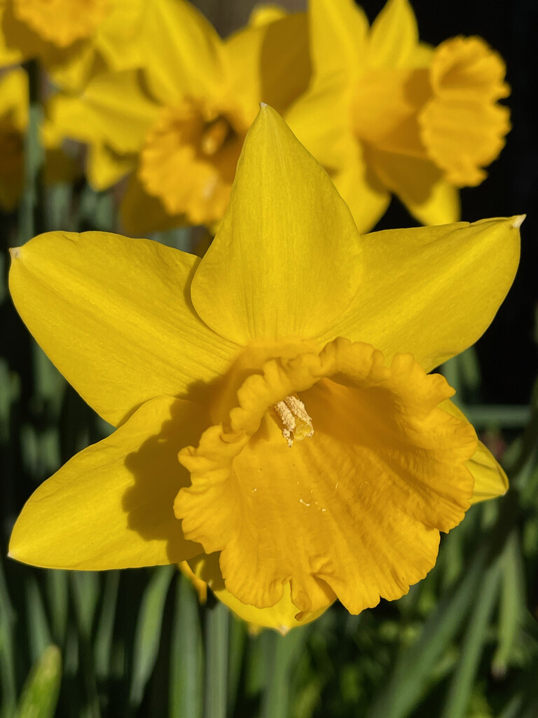 Daffodil by 365projectmaxine