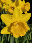 19th Mar 2022 - Daffodil