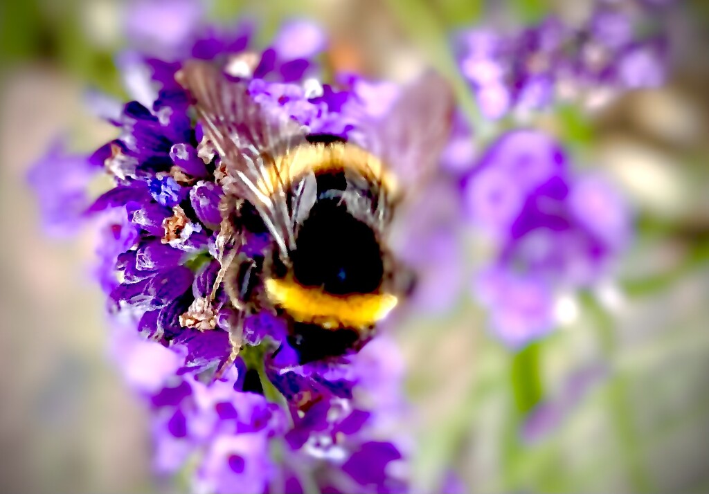 Purple Bokeh Bee by rensala