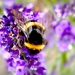 Purple Bokeh Bee by rensala