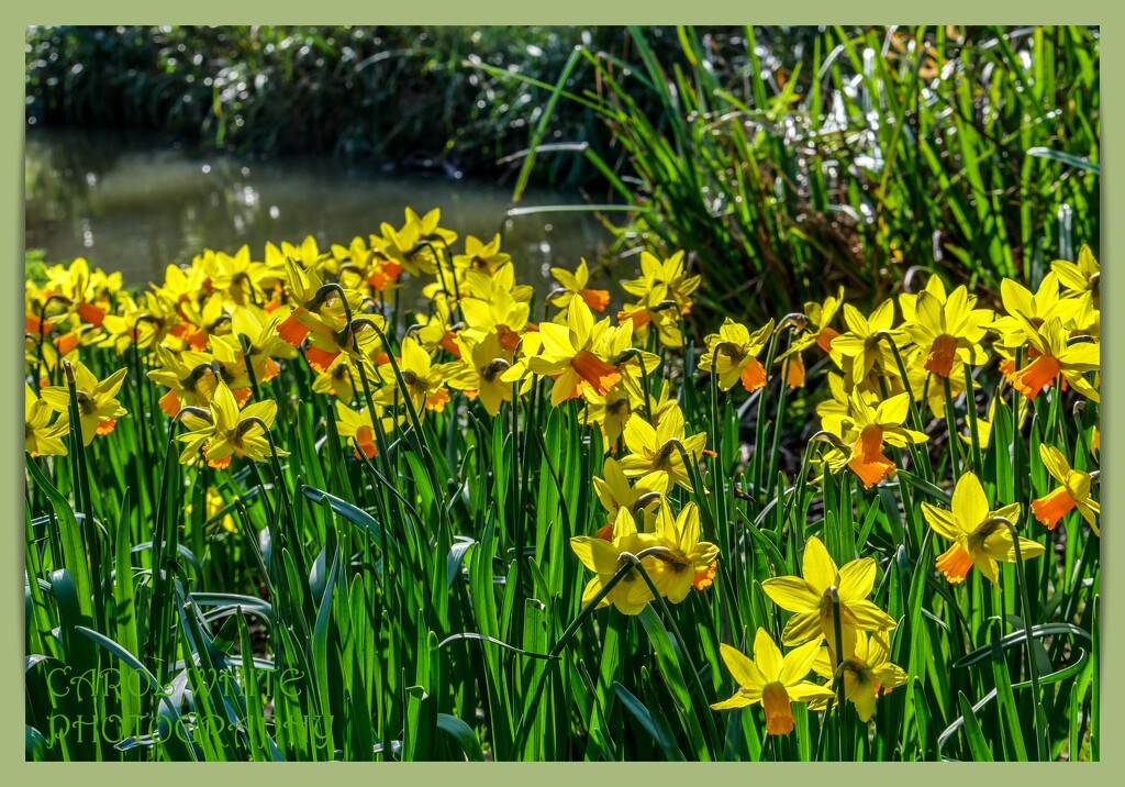Sunlit Daffodils by carolmw