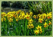 19th Mar 2022 - Sunlit Daffodils