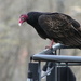 March 18 Vulture on neighbors railing IMG_5819 A by georgegailmcdowellcom