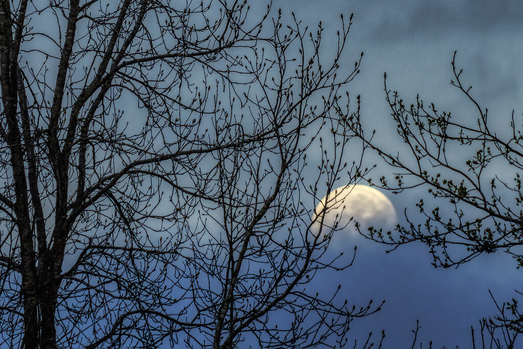 Last of the Full Moon by k9photo