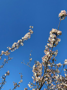 18th Mar 2022 - 2022-03-18 Blossoms