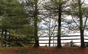 19th Mar 2022 - Fence with trees