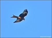 19th Mar 2022 - Today's red kite 