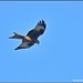 Today's red kite  by rosiekind