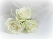 19th Mar 2022 -   White Roses .