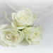   White Roses . by wendyfrost