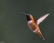19th Mar 2022 - First Rufous of the Year 