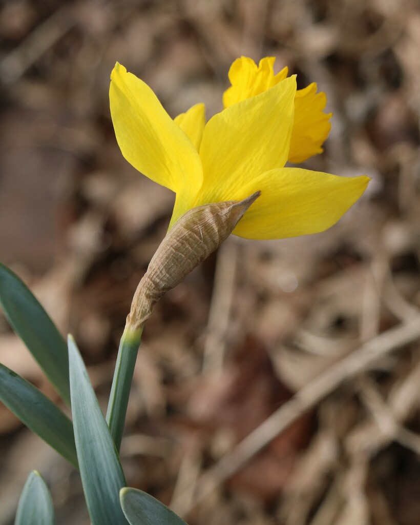 March 16: Daffodil by daisymiller
