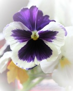 19th Mar 2022 - March 19: Pansy