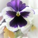 March 19: Pansy by daisymiller