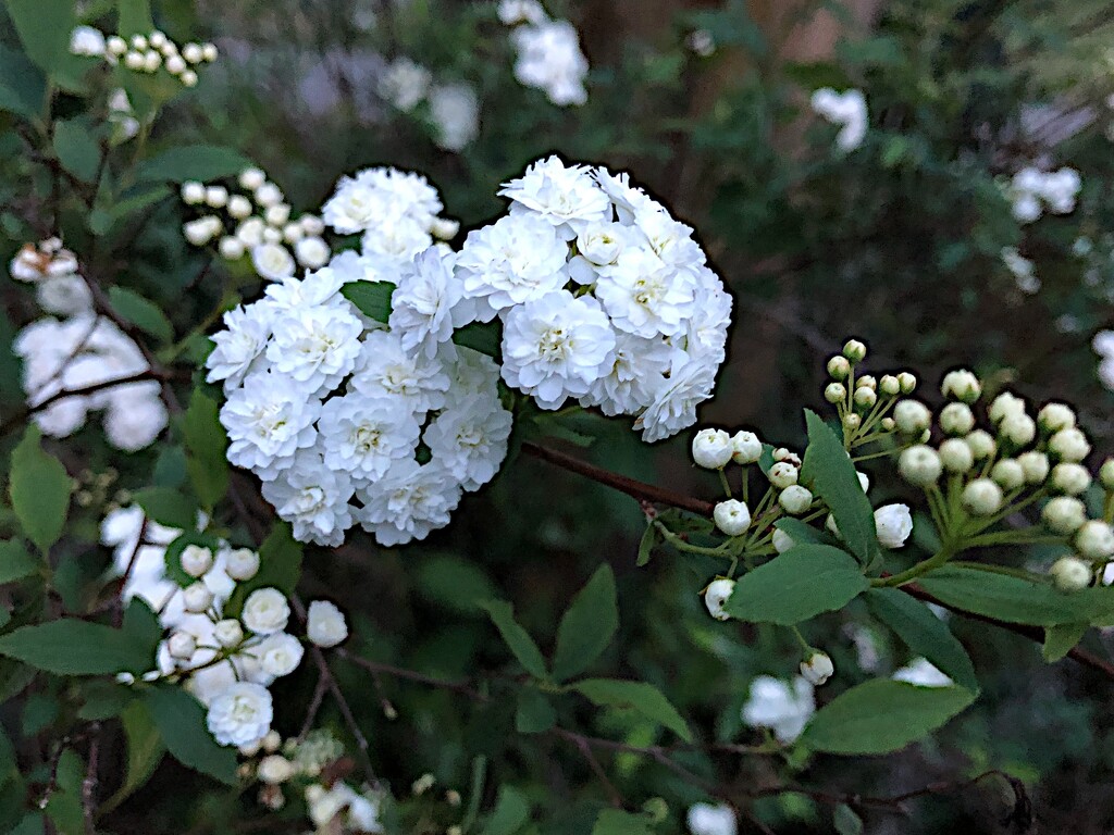 Reeve’s spirea, also known as Bridal-wreath  spirea by congaree