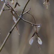 19th Mar 2022 - maple seeds