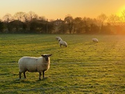 19th Mar 2022 - Sunset sheep 