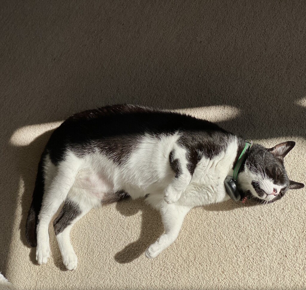 Sun bathing cat  by cafict