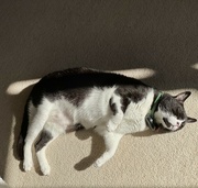 17th Mar 2022 - Sun bathing cat 